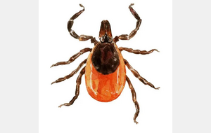 Prévention des Tiques au printemps - France Lyme