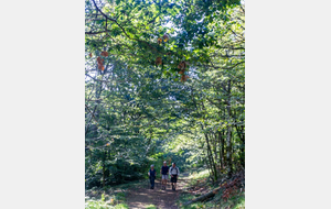 Montée dans le Bois de l'Aiguille 