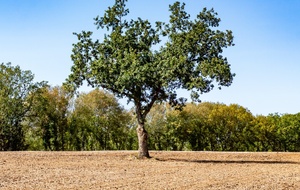 Après Sol Biel