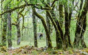 Cazelle dans les bois sur le GR de Pays de Midi Quercy avant La Verrière