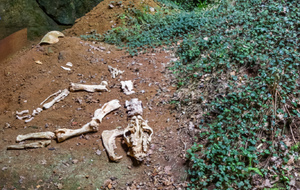 Tortue fossilisée et au premier plan crane et squelette de Cadurcotherium