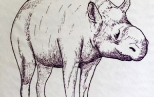 Cadurcotherium, est un genre éteint de rhinocéros primitifs