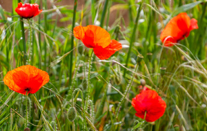 Papaver Rhéas (Coquelicot) après le hameau des Brougues