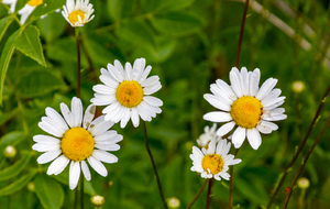 Dans la descente vers Barralou: Grande marguerite (Asteraceae)