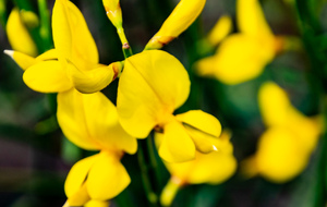 Genêt d'Espagne (Fabaceae) au hameau Larmand