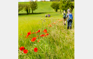 Champ de blé et de coquelicot au dessus de Bellevue