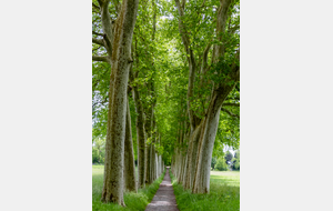 Belle allée de platanes