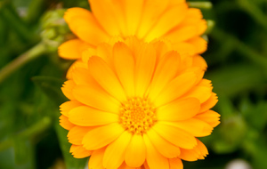 Souci des champs (Asteraceae) au pied de l'église de Saint-Pierre d'Alzonne