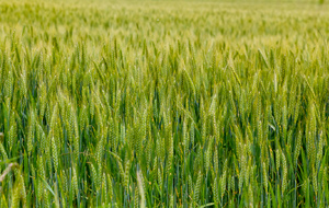 Champ de blé dans la montée vers Montferrand par le chemin des Tounisses