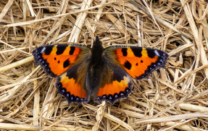 La Petite Tortue ou Vanesse de l'ortie ( lépidoptère de la famille des Nymphalidae) dans la montée vers Montferrand par le chemin des Tounisses