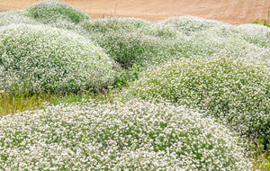 Asperule des teinturiers (Rubiaceae) vers Metgés-Haut
