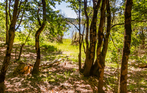 Rive du Lac de Montbel côté Est