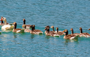 Lac de Montbel: habitants!