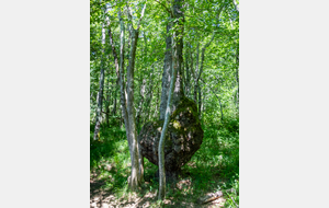 Lac de Montbel:  rive Nord, forêt de Léran