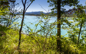 Lac de Montbel:  rive Nord, forêt de Léran