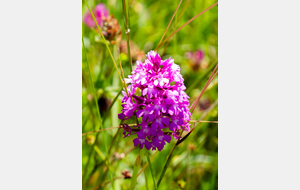 Orchis pyramidal  (Lac rive Est - Taurine)