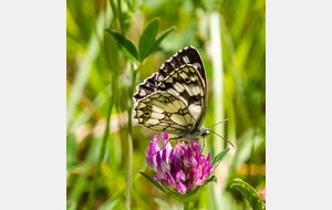 Le Demi-deuil (Melanargia galathea) (Lac rive Est - les Clavels)