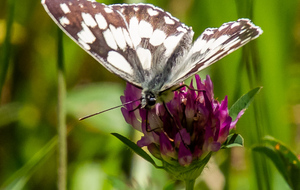 Le Demi-deuil (Melanargia galathea) (Lac rive Est - les Clavels)