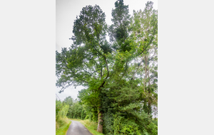 Bel arbre sur  la D614 près de Mestrepey 
