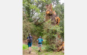 Sur le retour arbre parasité et foudroyé