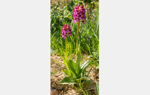 Dans la montée vers Montferrand: Orchis pourpre