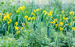 Chemin de Labarthe:  Iris des Marais au bord du ruisseau de La Caude