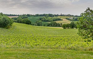 Vue vers l'ouest à partie de Labarthe