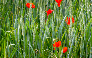 Blé et Papaver Rhéas