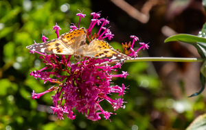 Papillon Belle Dame  sur fleur de Valerianne