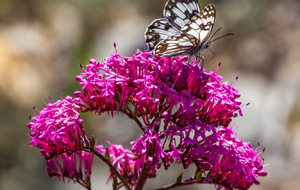 Papillon "Demi-deuil" sur Valeriane rouge