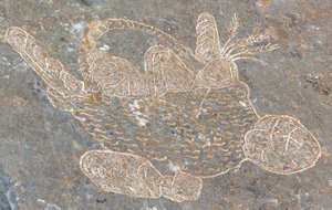 Gravures sur les lapiaz (Calcaires) de Louis Douard. A partir de 2005, 120 gravures réalisées durant 14 ans.