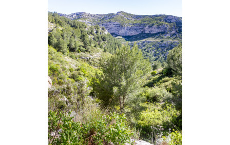 Dans la montée vers le retour au domaine de Luminy vue sur la crête de Morgiou  et le Cancéou (219m)