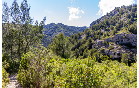 Dans la montée vers le retour au domaine de Luminy vue sur la crête de Morgiou
